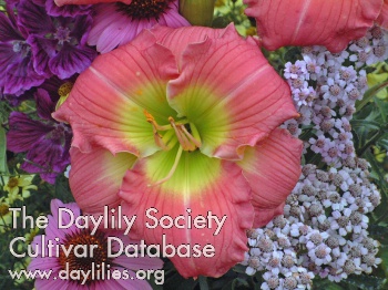 Daylily Rose Emily